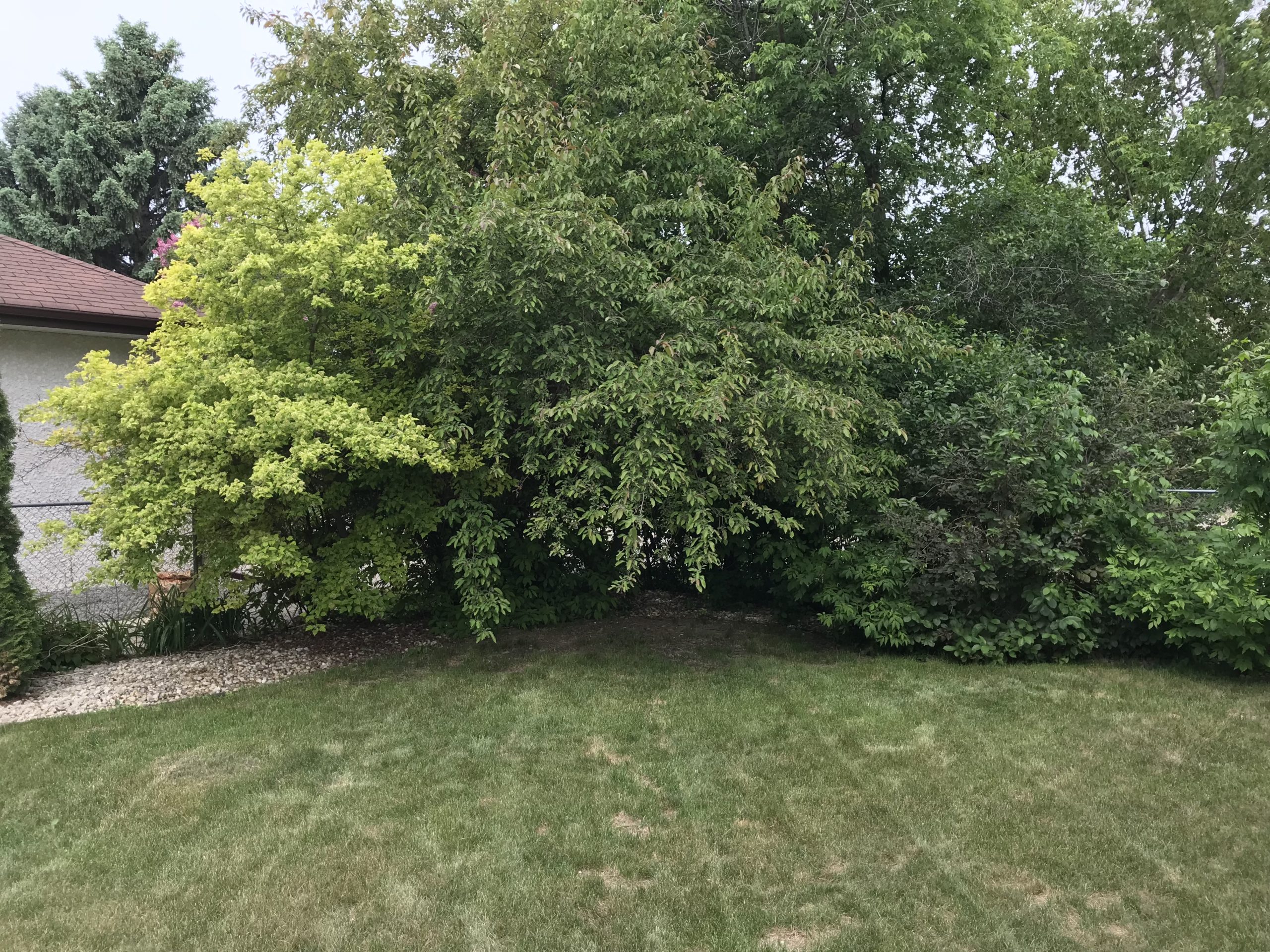 Overgrown bed before rock installation