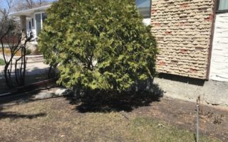 Yard before renovation with old cedars