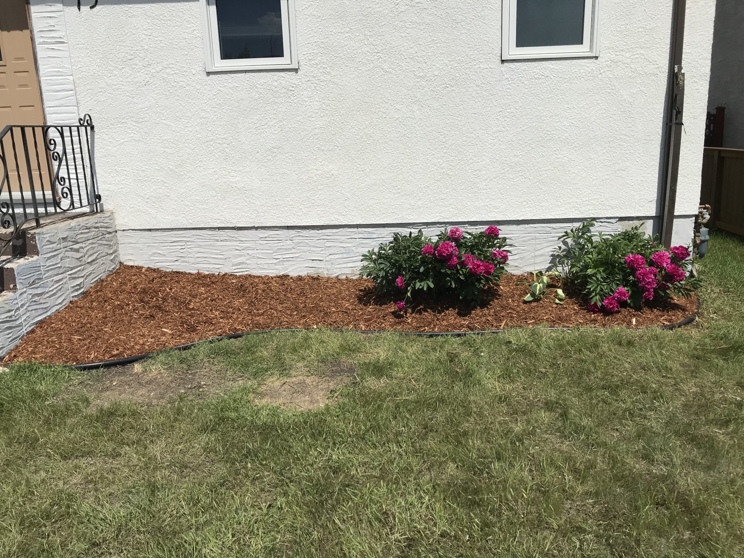 Clean mulch bed with trimmed peony plants, fresh cedar mulch, and defined edging