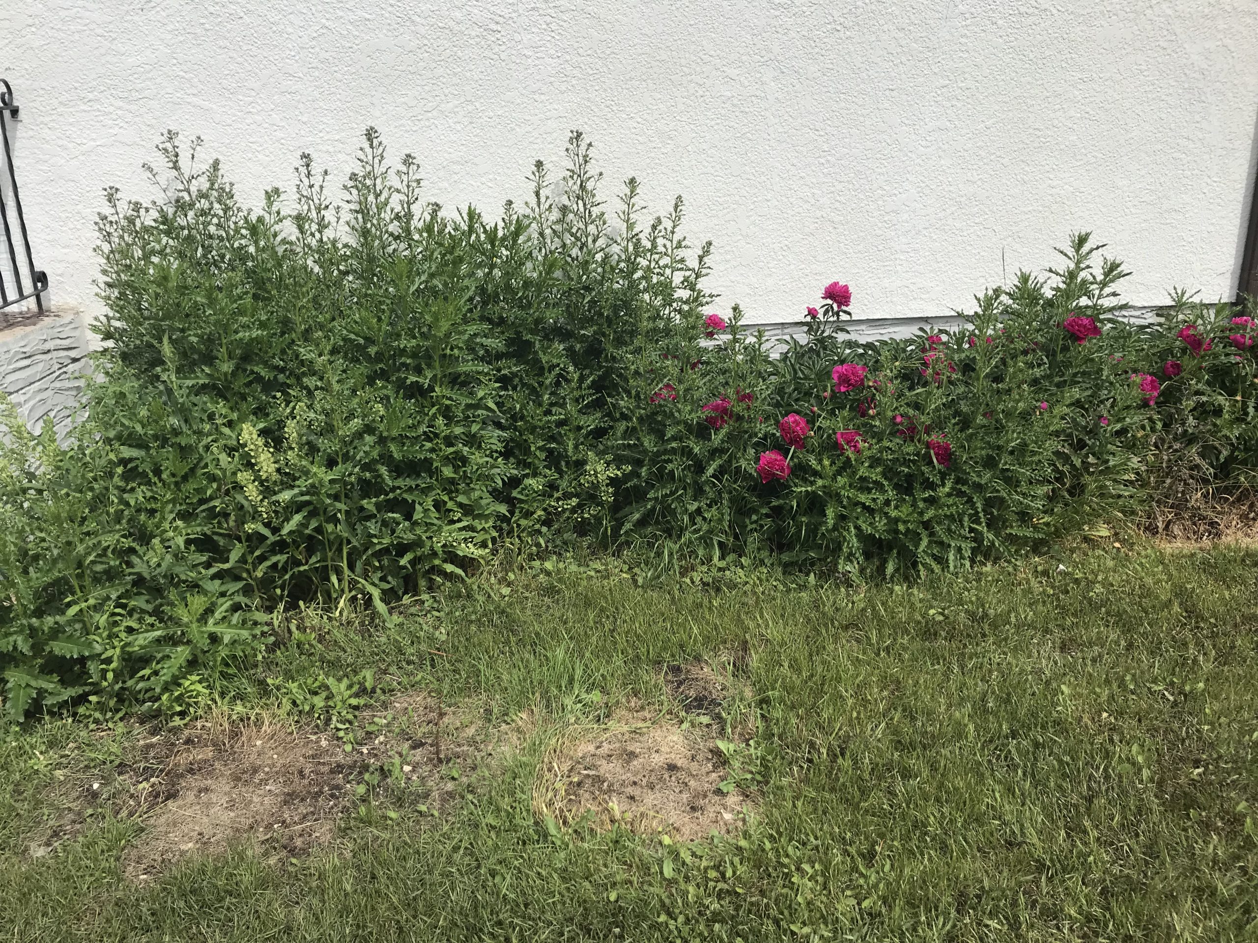 Bed before mulch refresh