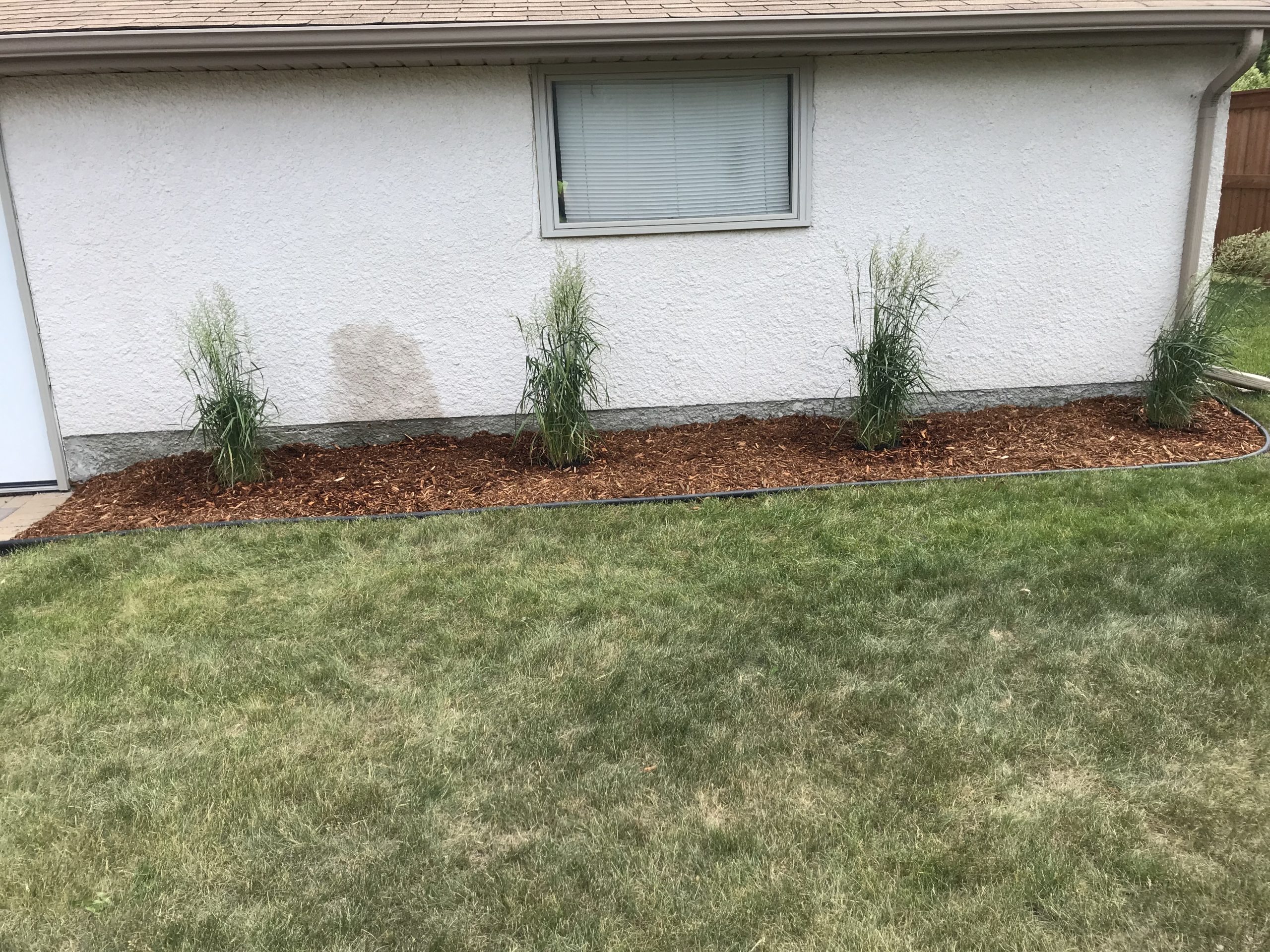 Cedar mulch bed with ornamental grasses installed along foundation