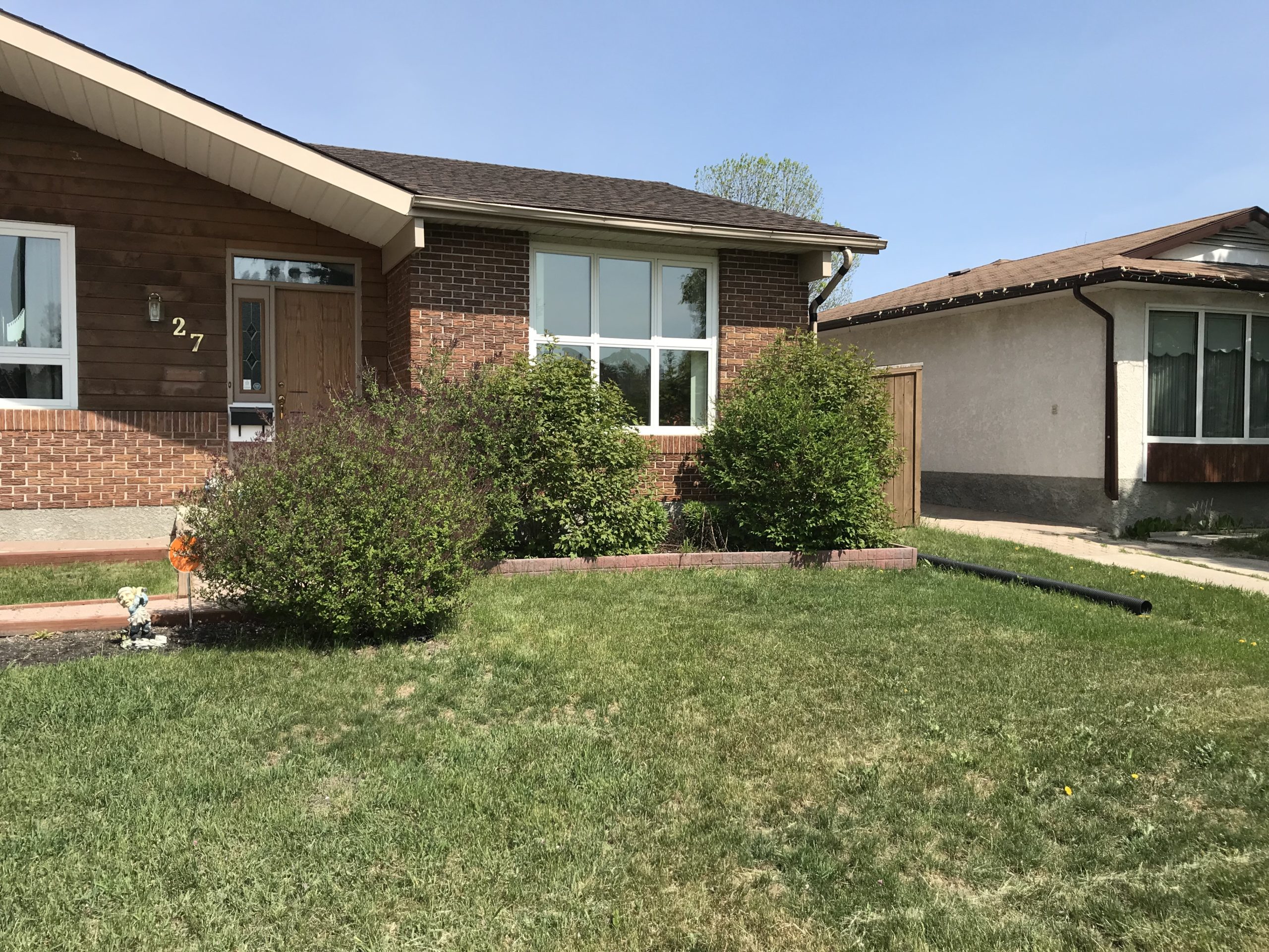Overgrown shrubs before trimming