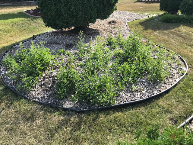 Tree area before rock bed