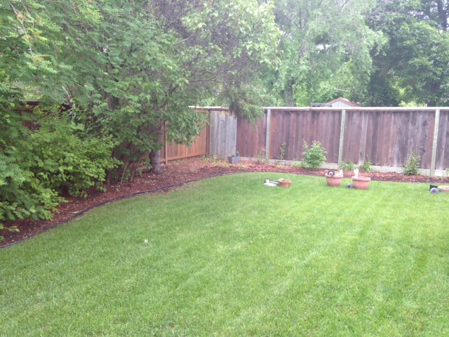 Fence line garden bed before mulch refresh