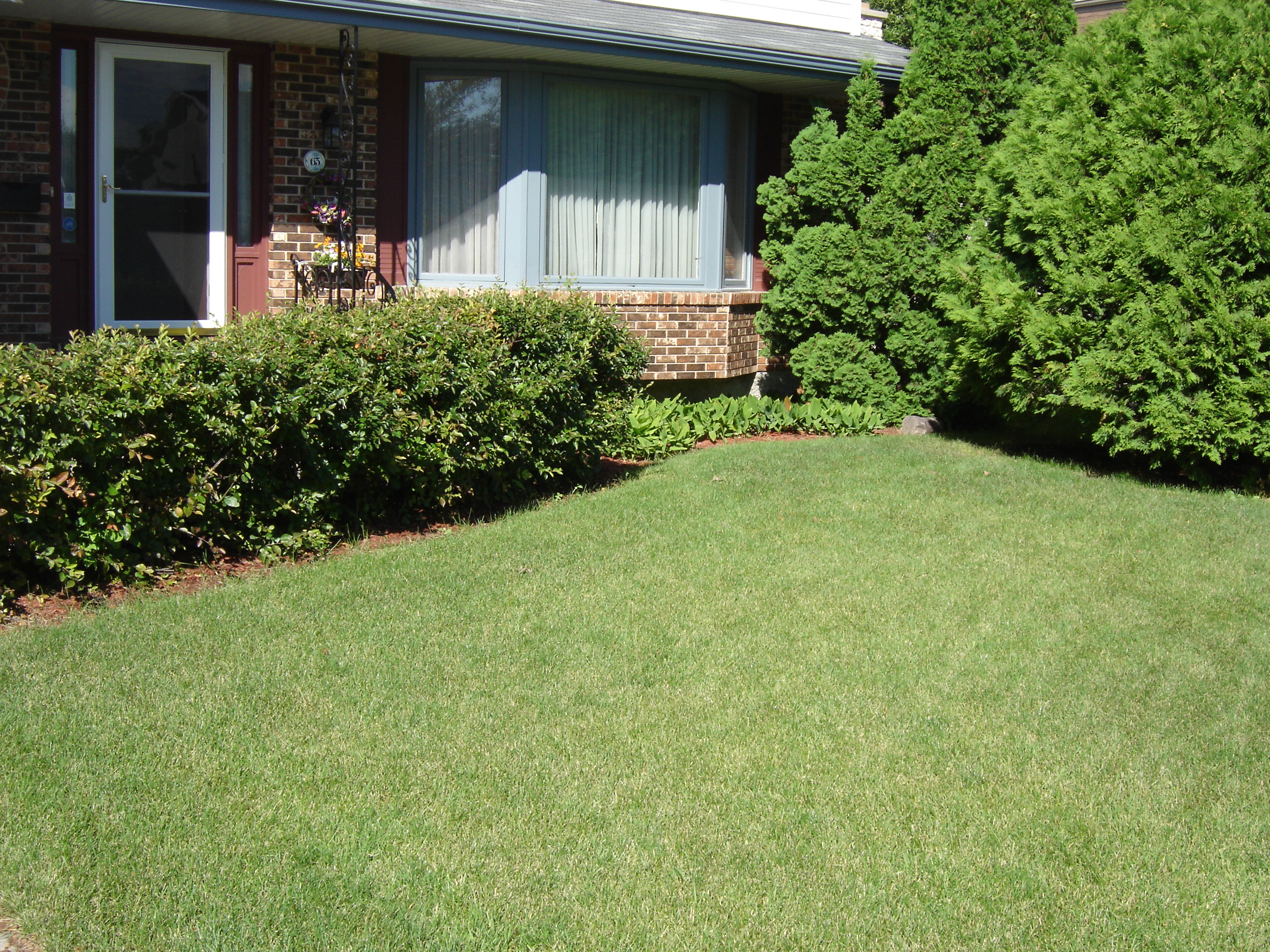 Front hedge before mulch bed