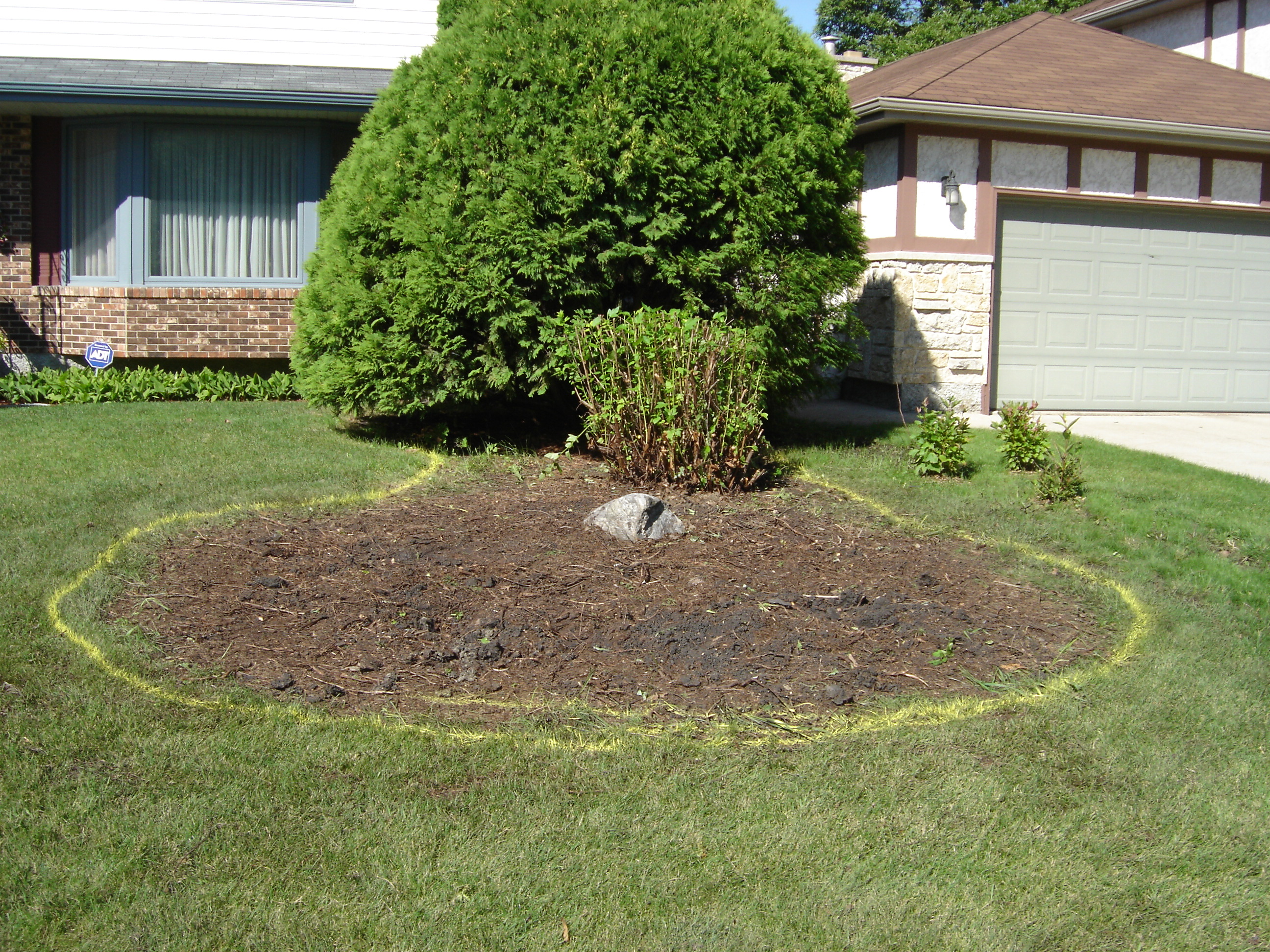 Tree before rock ring installation