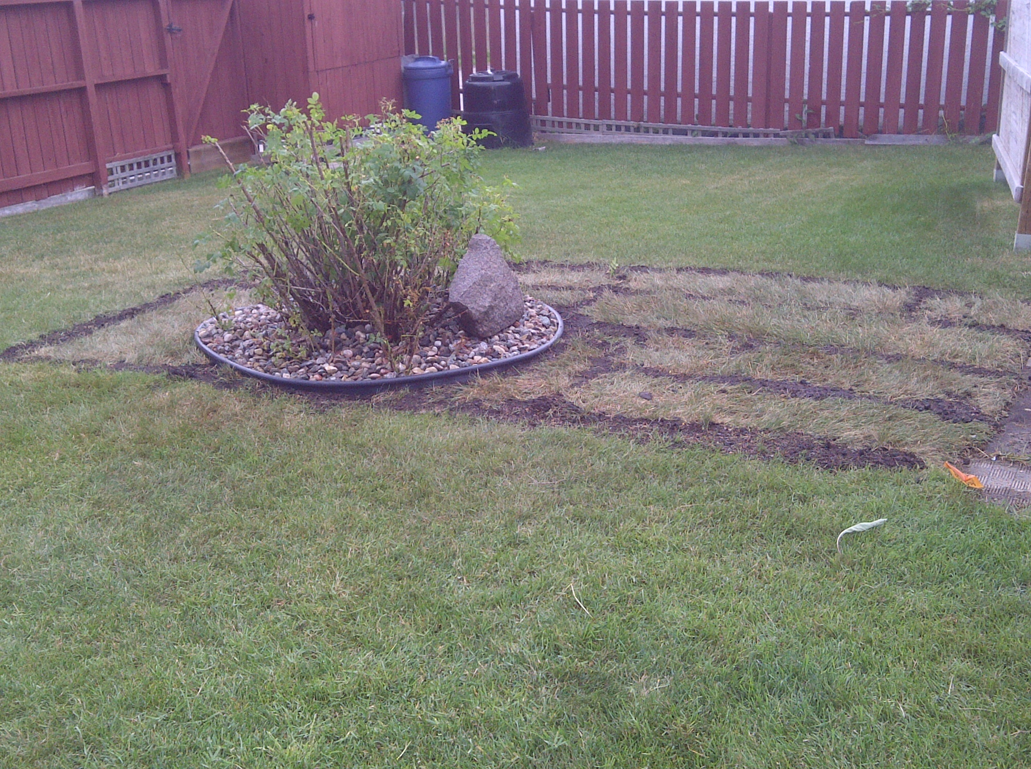 New sod installed with shrub preserved in circular rock ring and boulder accent