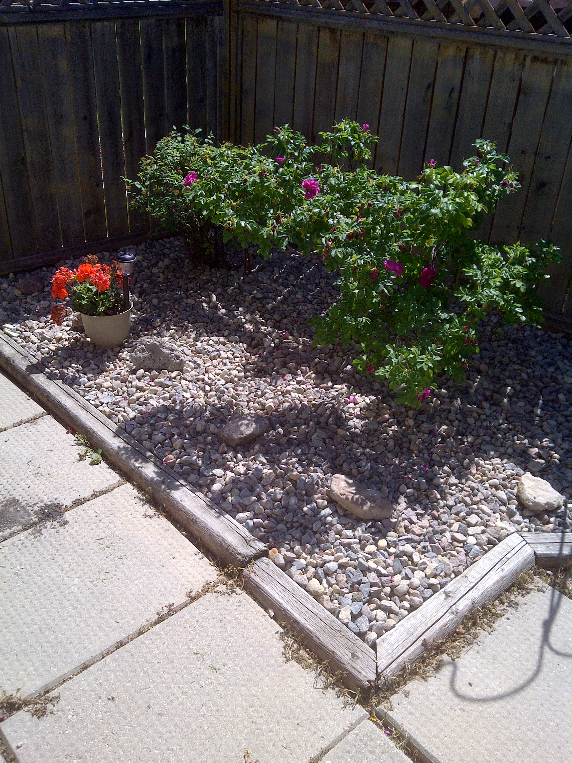 Rock bed installation with trimmed rose bush and clean timber edging