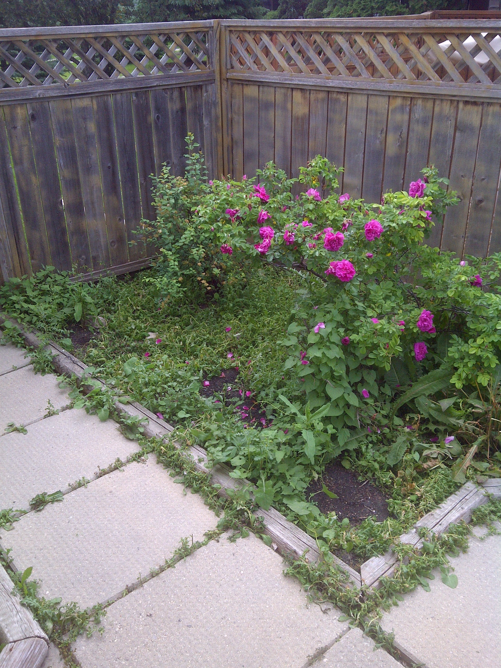 Rose bush bed before rock installation