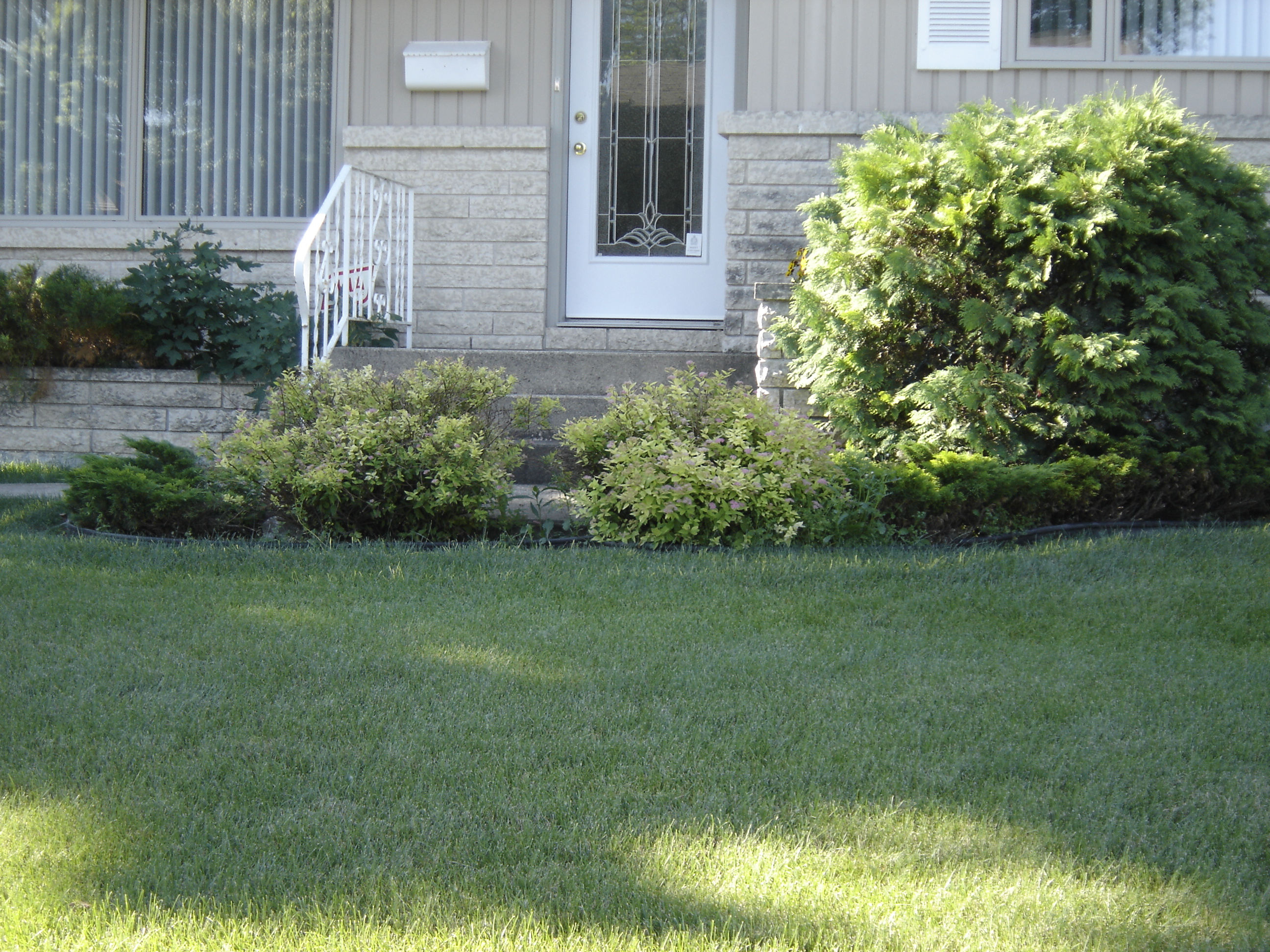 Foundation shrubs before mulch installation